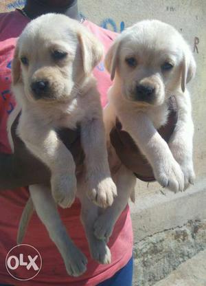 Twon White And Brown Puppies