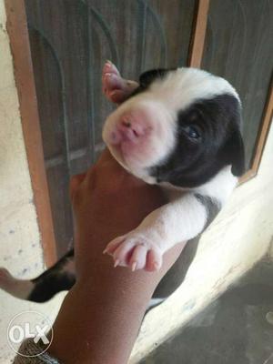 White And Black American Pitbull Terrier Puppy