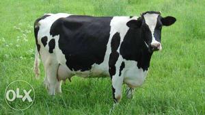 White And Black Dairy Cow