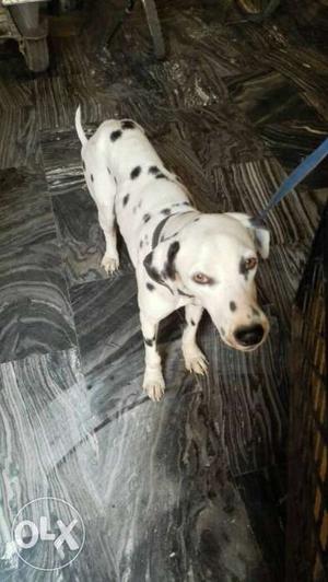 White And Black Dog Delveshian male 2year old friedly nechar