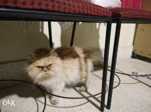 White And Brown Persian Cat