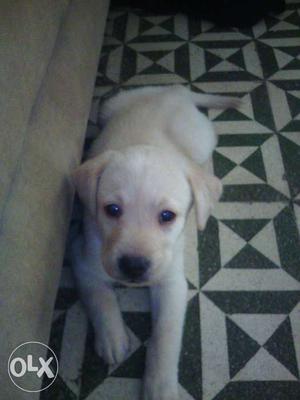 White And Brown Shor Coated Labrador femalePuppy