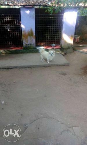 White Long Coated Small Breed Dog
