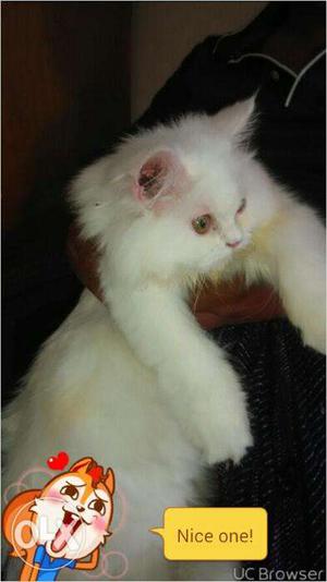 White Persian cat female 7 months old