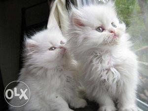 White Persian kittens