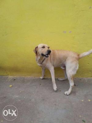 White Short Coat labrador male for mate searching female lab
