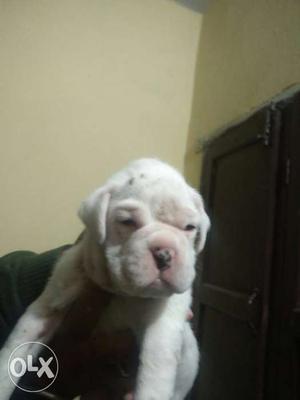 White boxer pup for sale from pure american blood