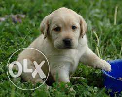 With paper available LAB FEMALE CREAM puppies good quality