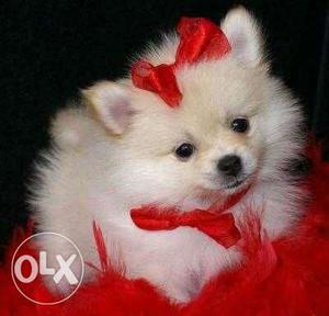 ,pomeranian puppies avable pure breed