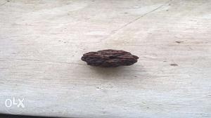 Ancient Ek much Rudraksha from forefather's in