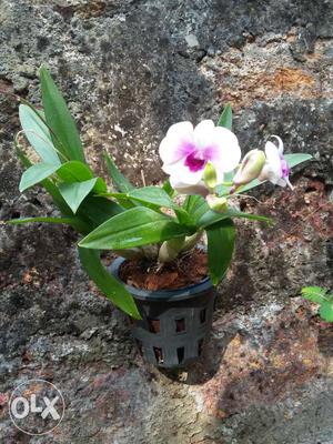 Flower plant dendrobrium orchids