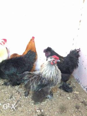 Bantams differnt breeds available