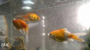 3 Common Goldfishes