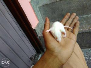 Lab Mouse In Chandigarh