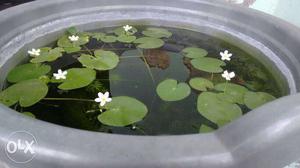 Water plant for ponds