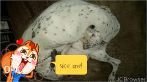 45 days Dalmation female puppy available