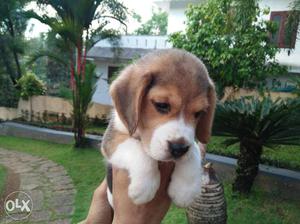 Beagle male puppy for sale.father champion