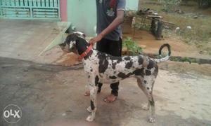 Black And White Merle Great Dane 11mnths old