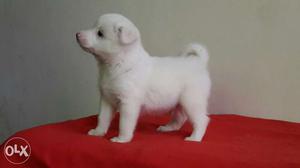 Buy pure breed male Pomeranian puppy.