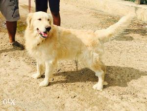 Golden retriever male available for mating..