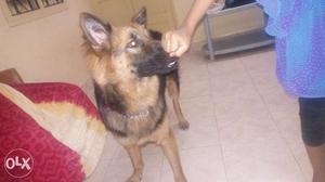 Male german Shepard 11 month's old available for