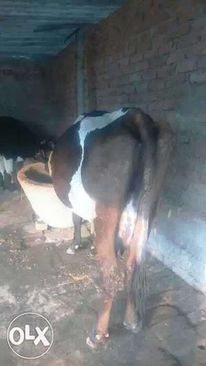 Original jersey cow with two month baby