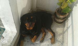 Rottweiler 2 year old, Name Oscar