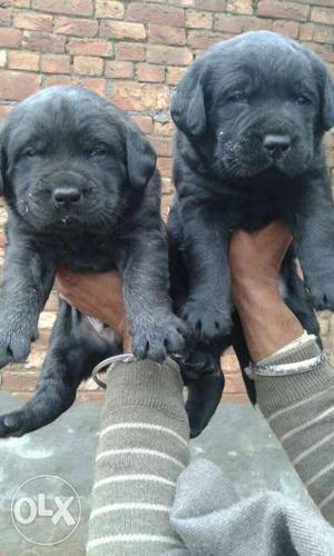 Two Black Labrador Retriever Puppies
