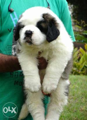 White And Black St Bernard Puppy