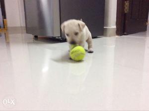 Yellow Labrador Retriever Puppy And Tennis Ball