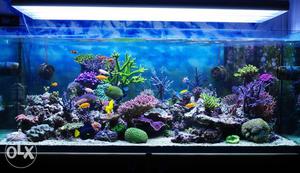 Aquariums of all sizes and shapes!