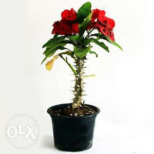 Cactus - Plant- Euphorbia (Red)