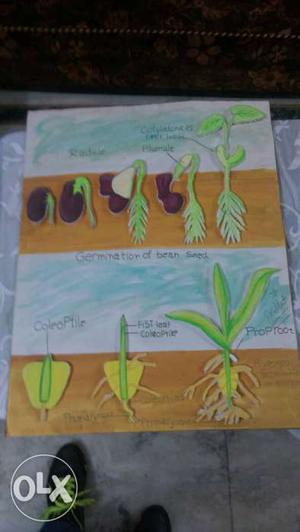 Germination of bean seed germination of maize