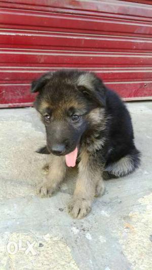 Gsd long cote puppy available in gulbarga