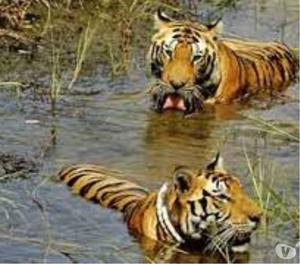Get Central India Wildlife Tour Kanha Mumbai Nagpur New Delh