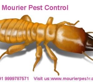 Termite Control In Delhi New Delhi