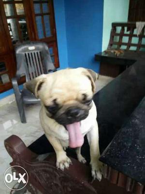 10 month brown pug for sale