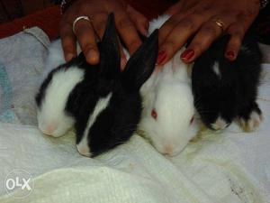 4 Black And White Rabbits