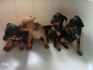 57 Days Old Miniature Pinscher Puppies