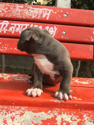 American bully pocket size female available