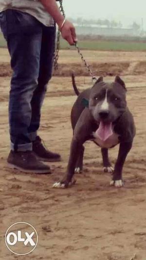 American pitbul for.sale age 1 year, also