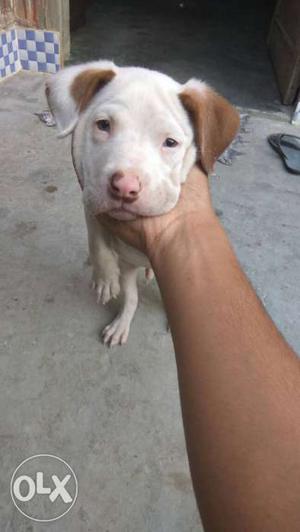 Best pitbull top quality only 2 months old