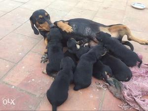 Black And Tan Smooth Dachsund With Litter Of Puppies
