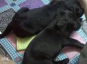 Black Labrador Puppies for sale Champion Breed