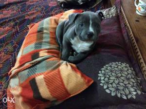 Blue And White America Bully Puppy