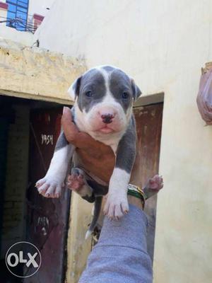 Blue color heavy bon american bully pup at singh