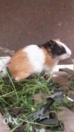 Brown, White And Black Guinea Pig