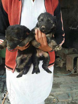 Double coat heavy bon german shephrd puppies sel