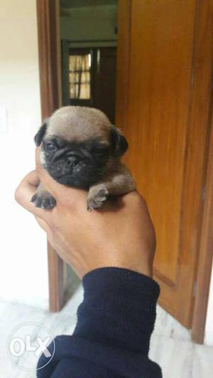 Fawn color pug puppies sel at singh kennel