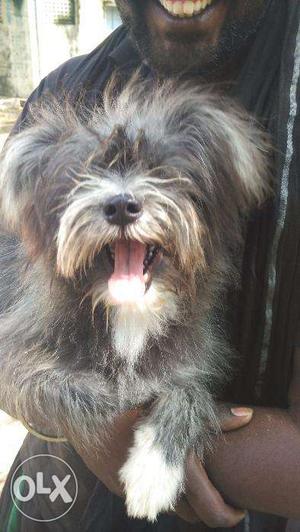 Female lhasa apso looking for male lhasa apso
